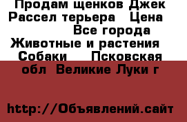 Продам щенков Джек Рассел терьера › Цена ­ 25 000 - Все города Животные и растения » Собаки   . Псковская обл.,Великие Луки г.